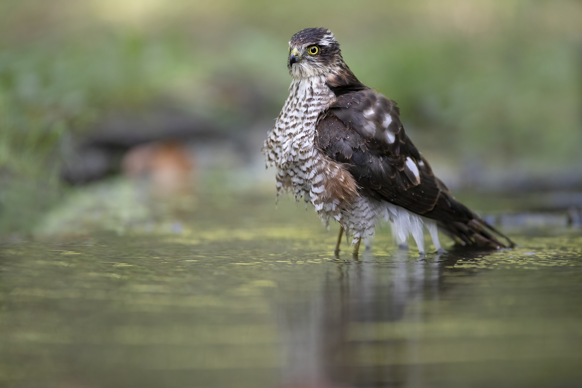 the sparrowhawk and water...