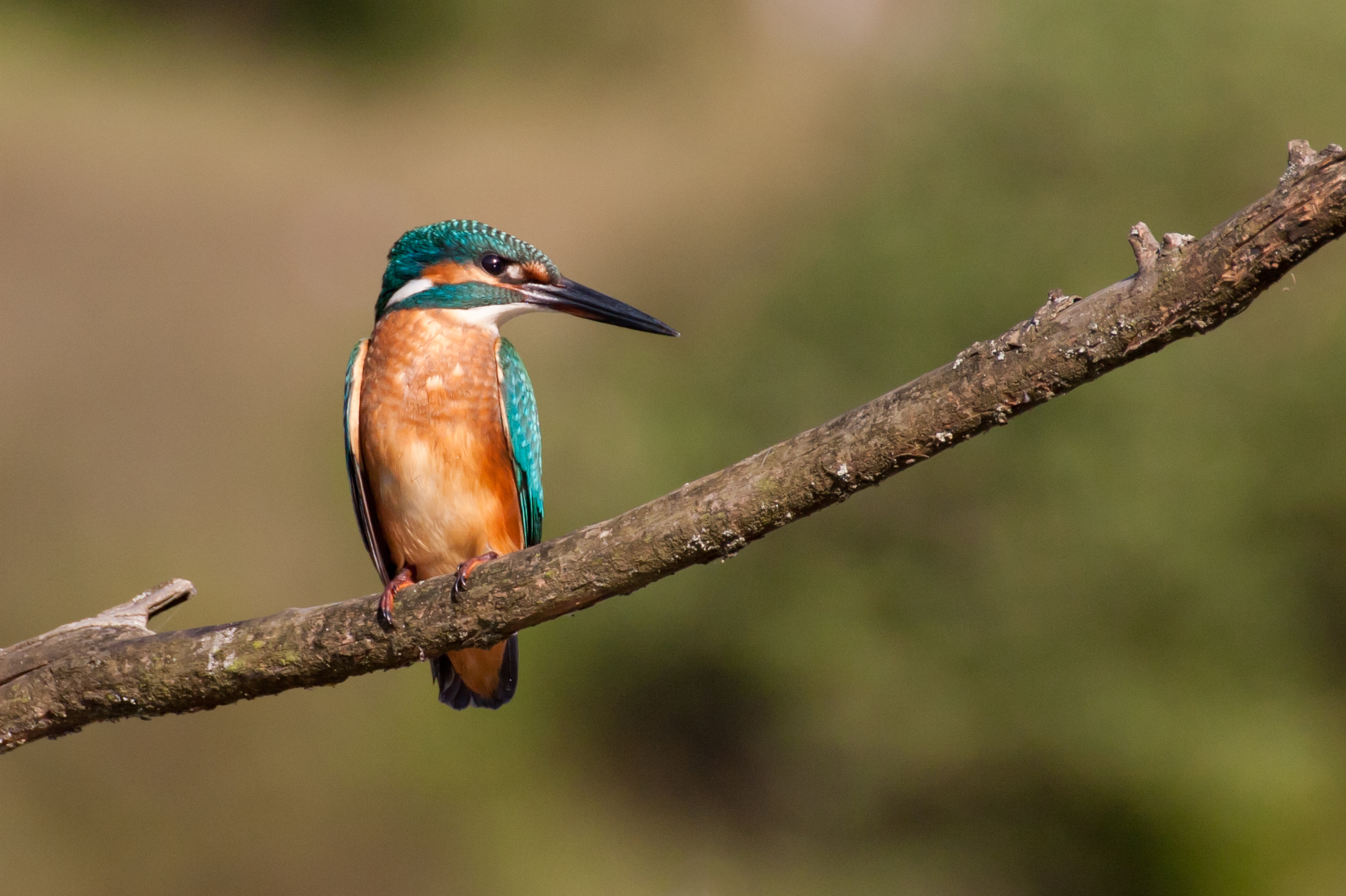 Portrait of a Kingfisher...
