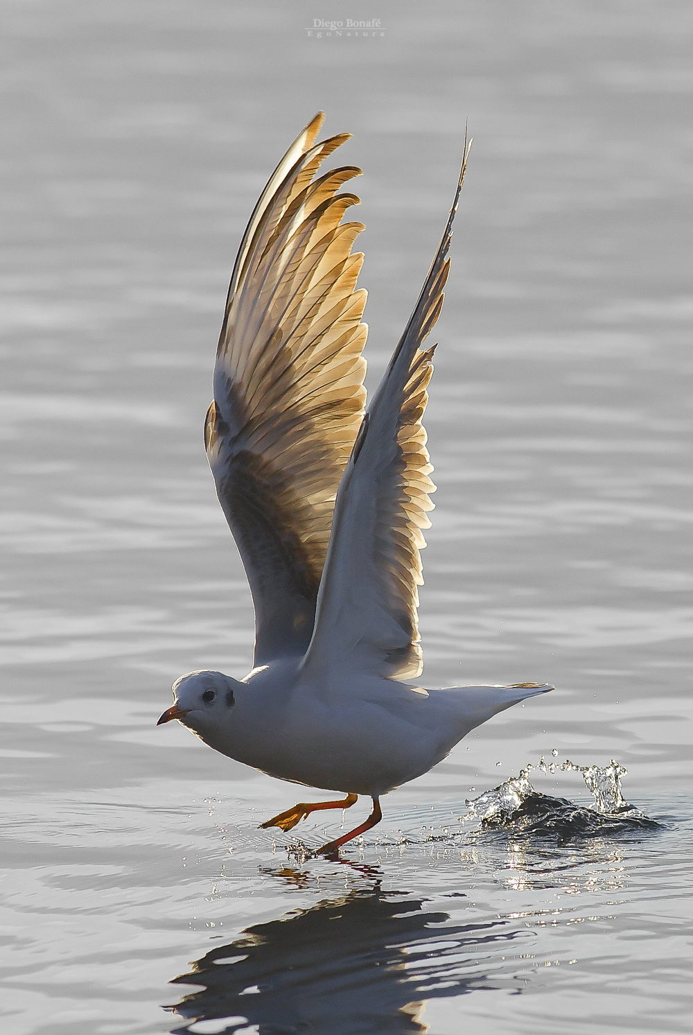 Common seagull in winter...
