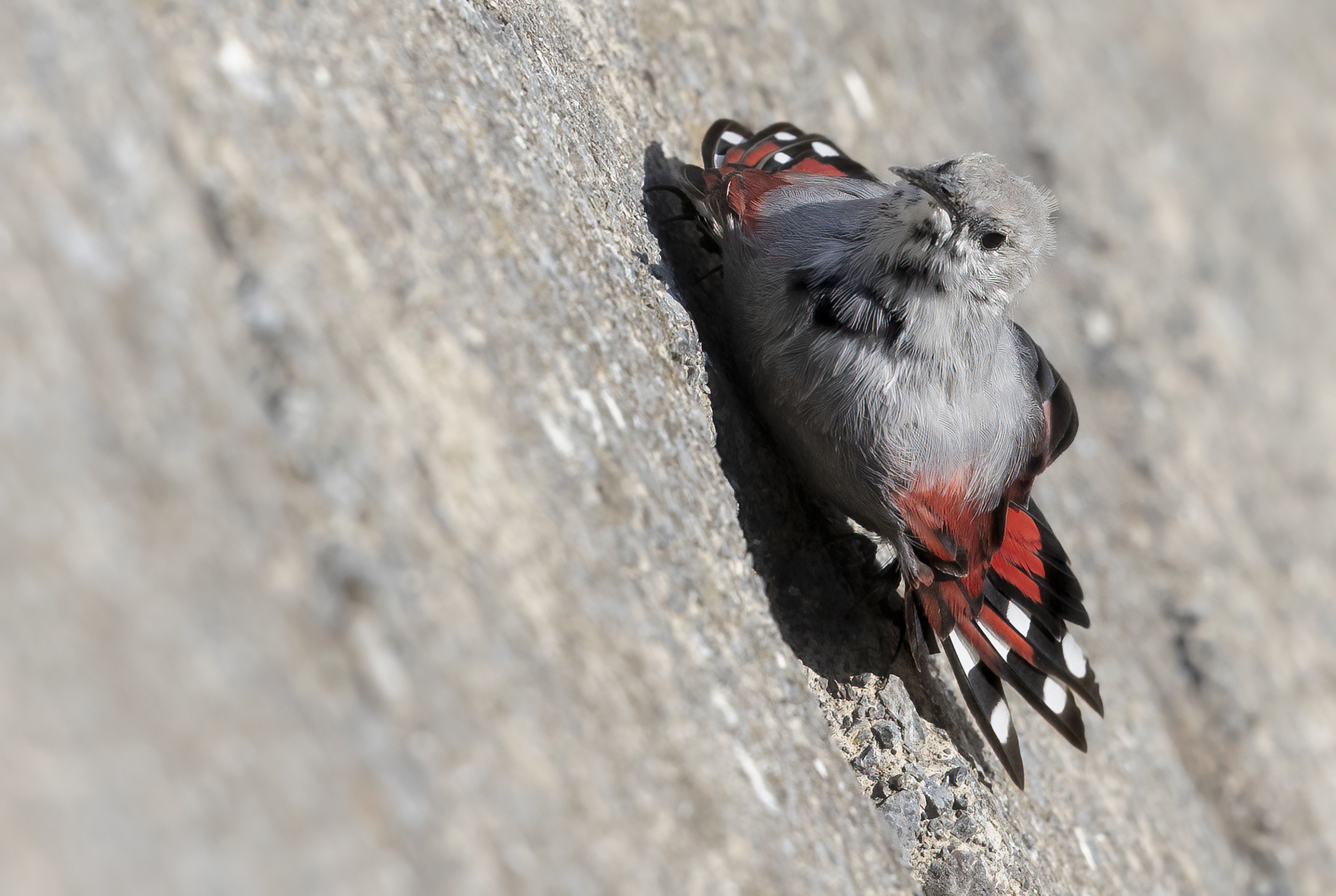 red miracle, woodpecker wall...