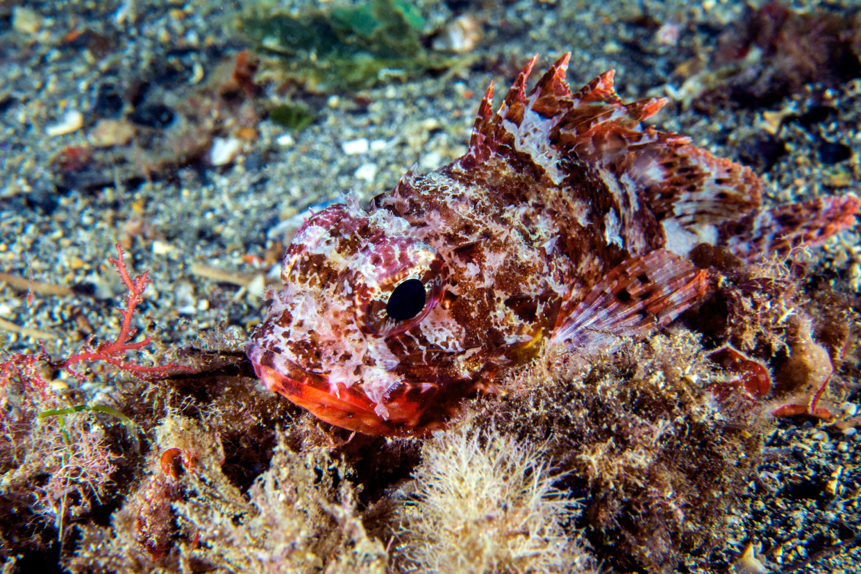 scorpionfish...