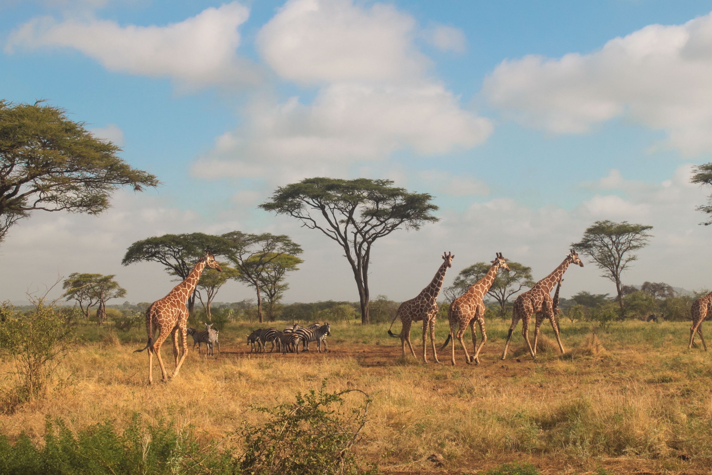 giraffe reticolate e zebre comuni o  di Burchell...
