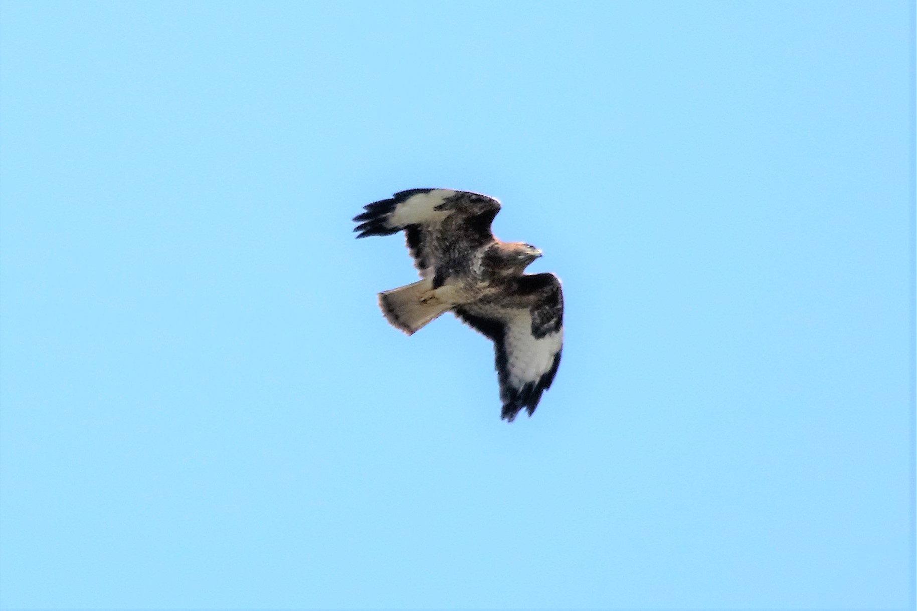 Buzzard...