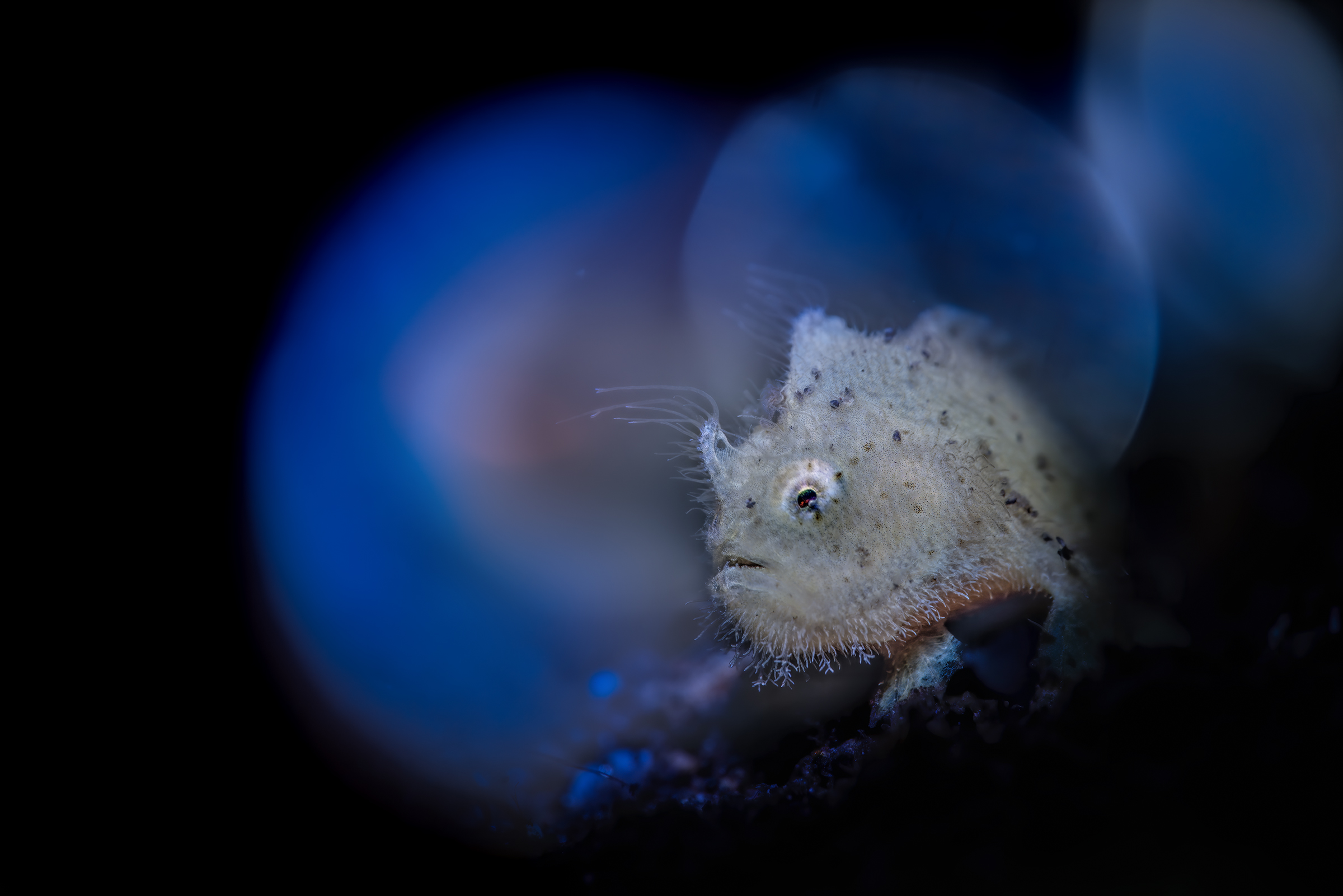 baby hairy frog fish , antennarius sp....