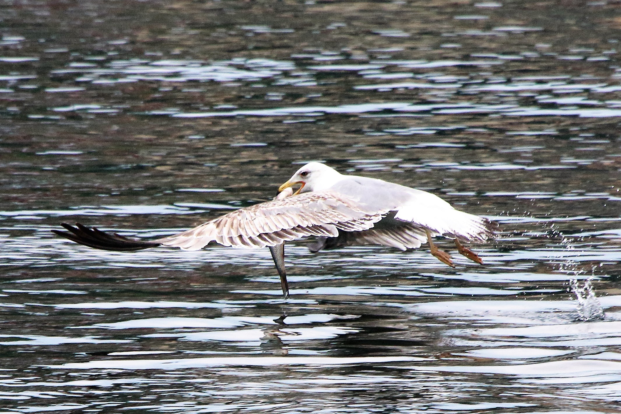 land gull...