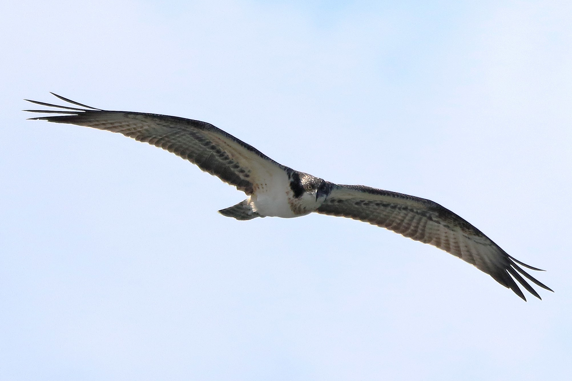 Osprey...