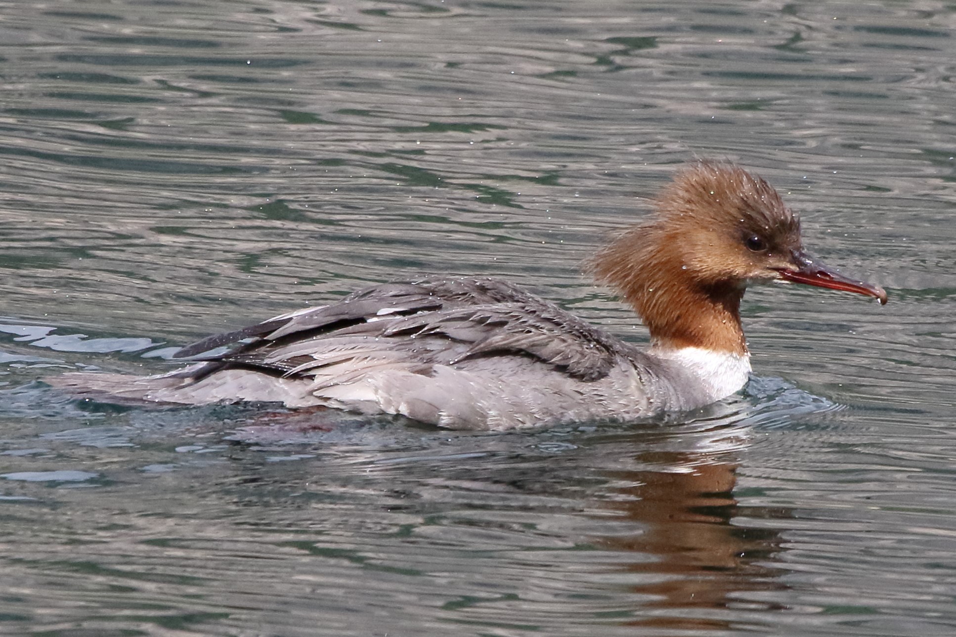 merganser...