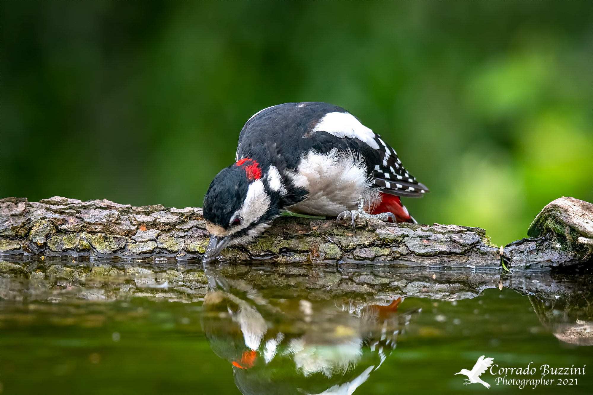 Thirsty woodpecker...