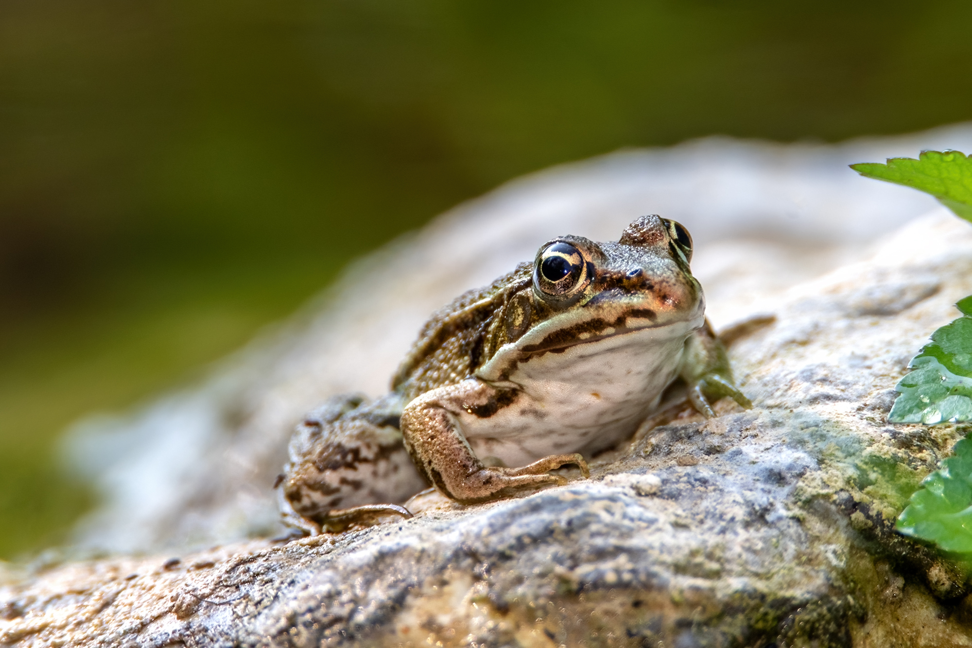 Common frog (Pelophylax esculentus)...