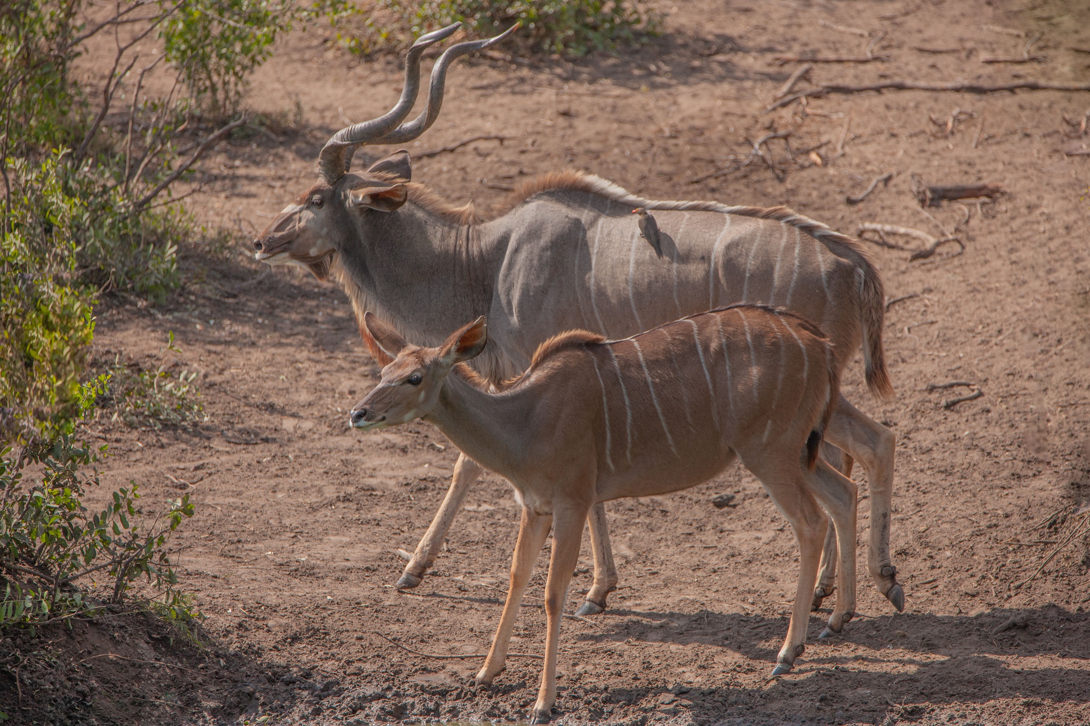 Kudu, male and female specimens...