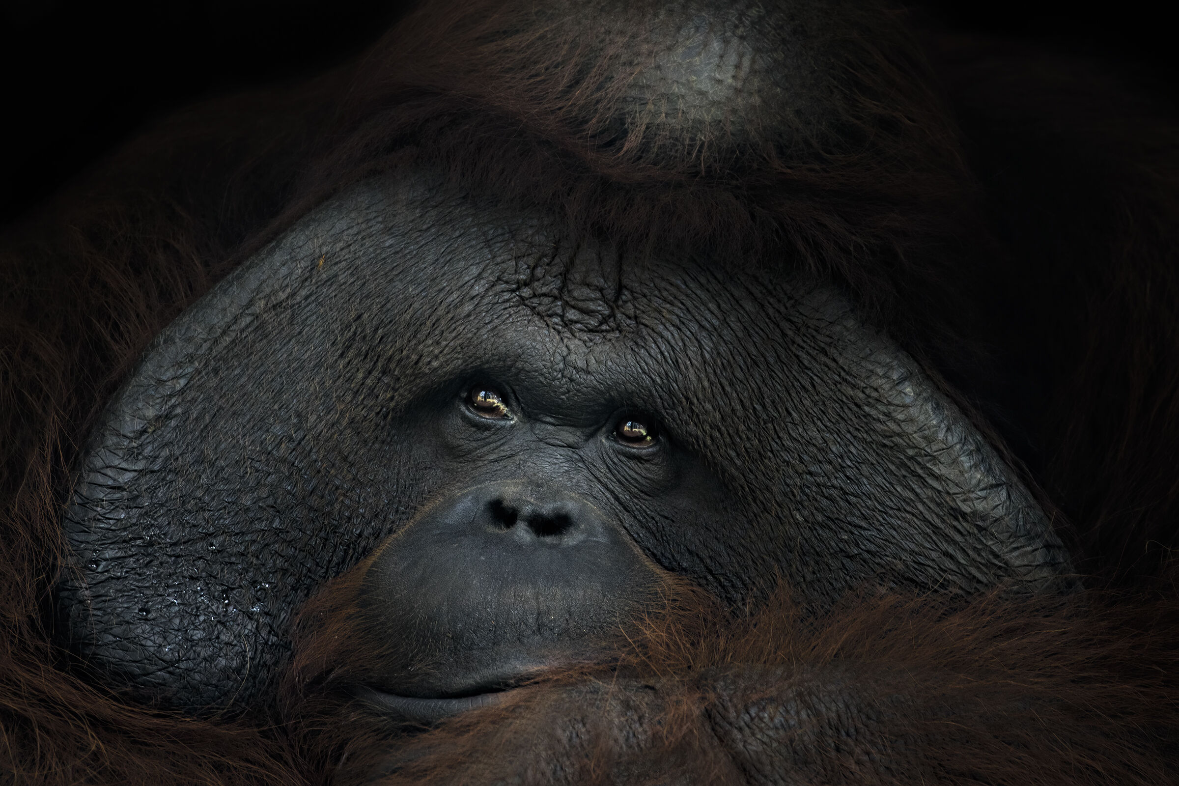 dominant male orangutan ...
