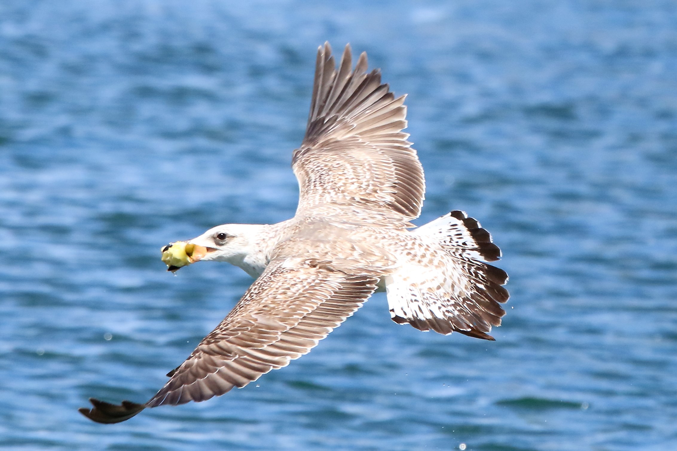 Land gull ...