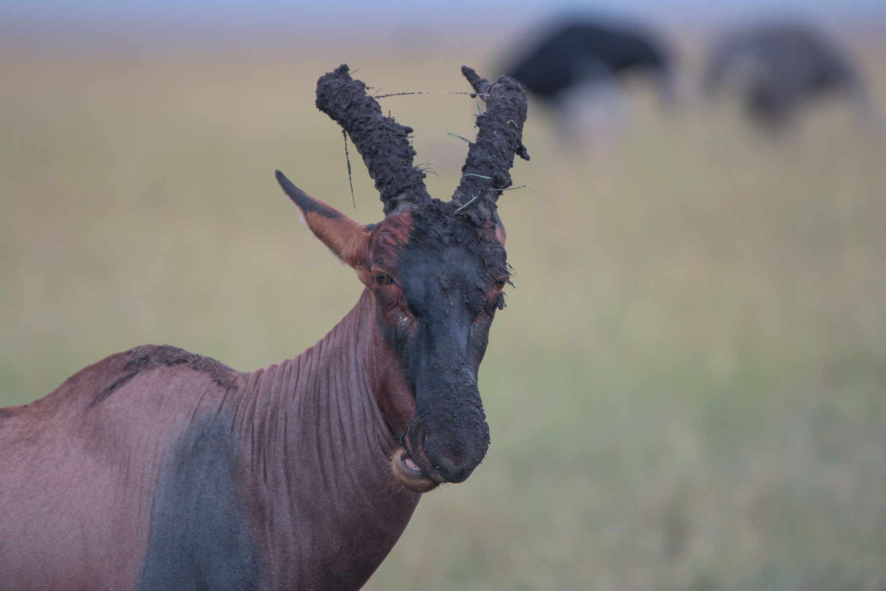 Antilope Topi - Damaliscus lunatus -...