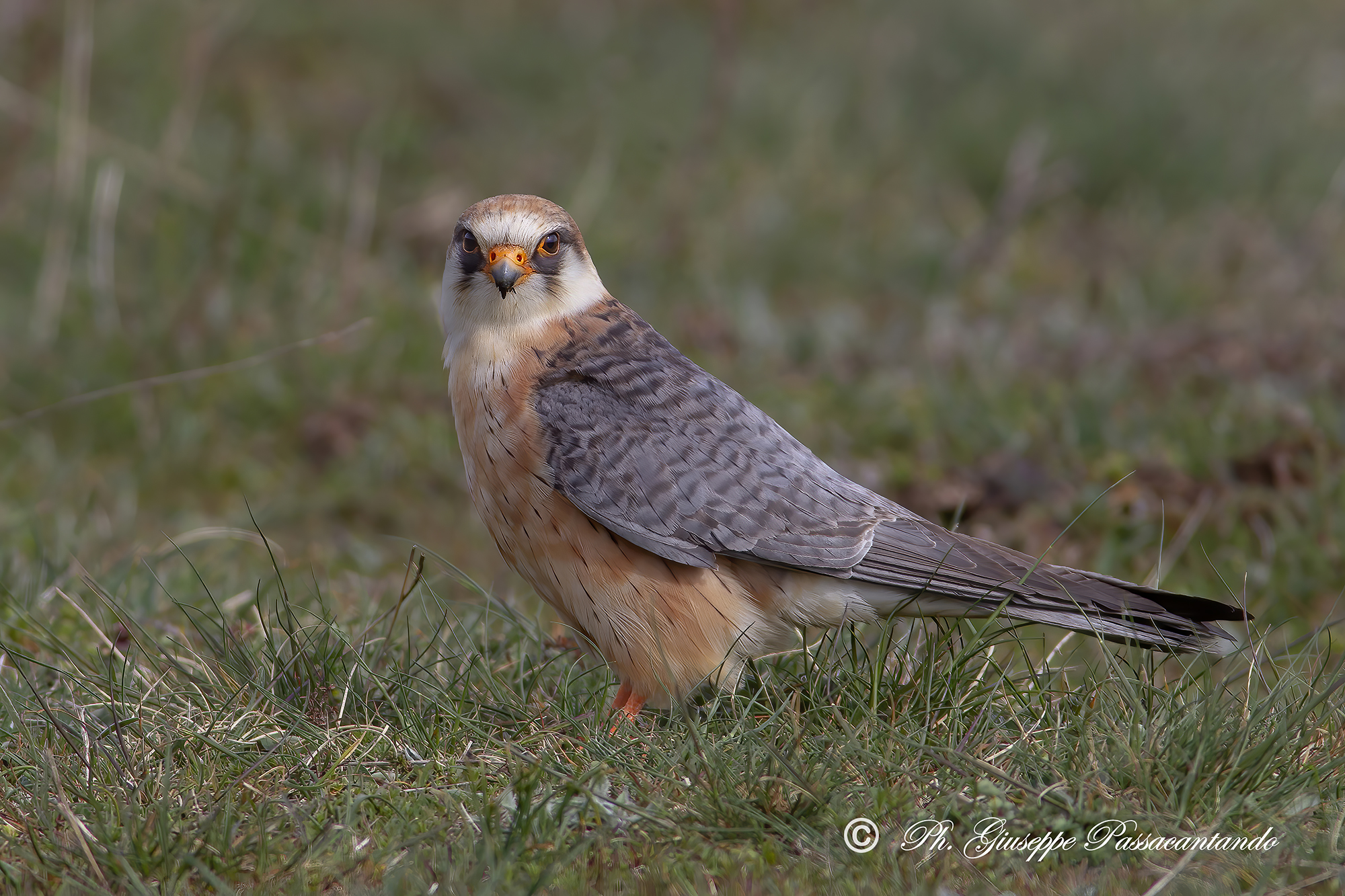 female cuckoo falcon...