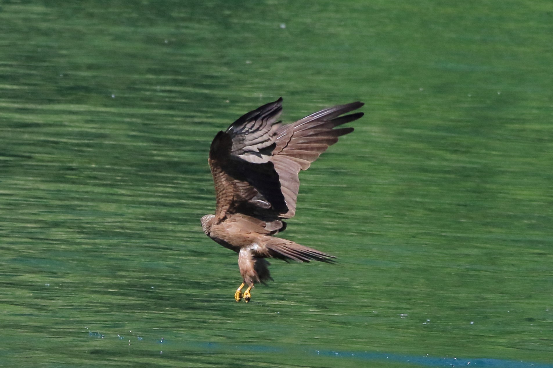Black kite...
