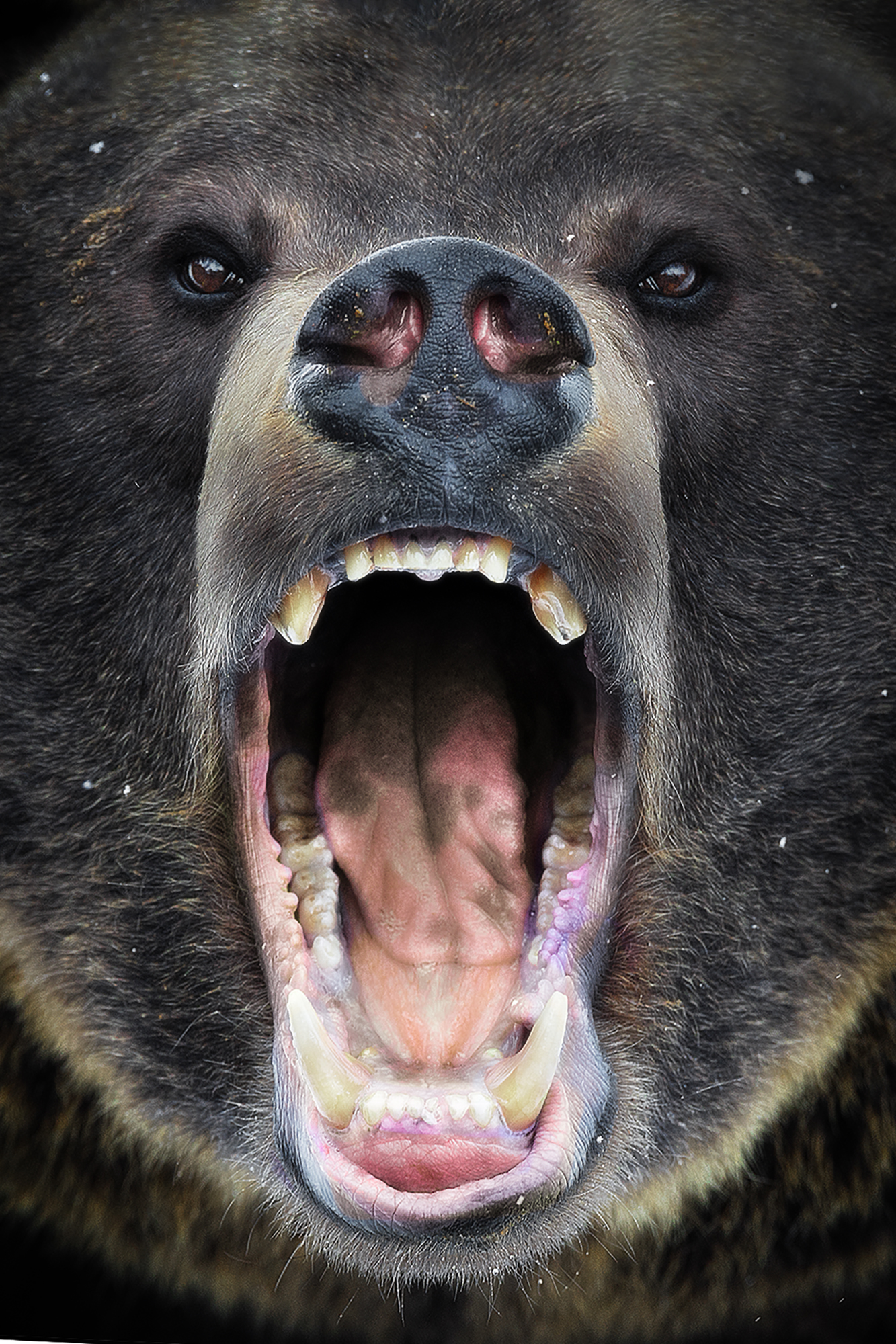The brown bear (Ursus arctos)...