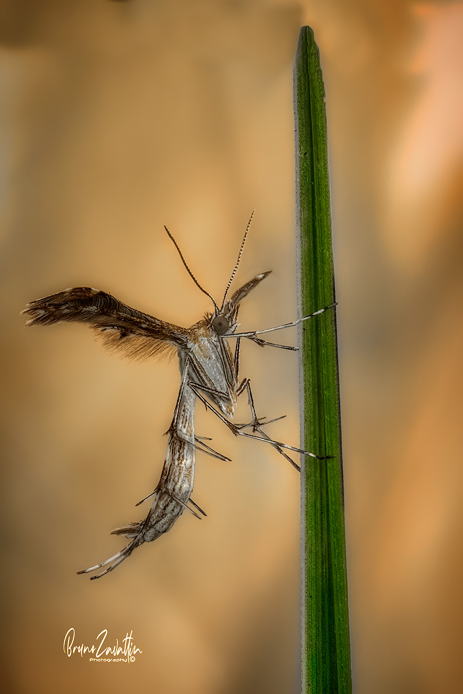 Platyptilia-carduidactyla-Moth-plume...