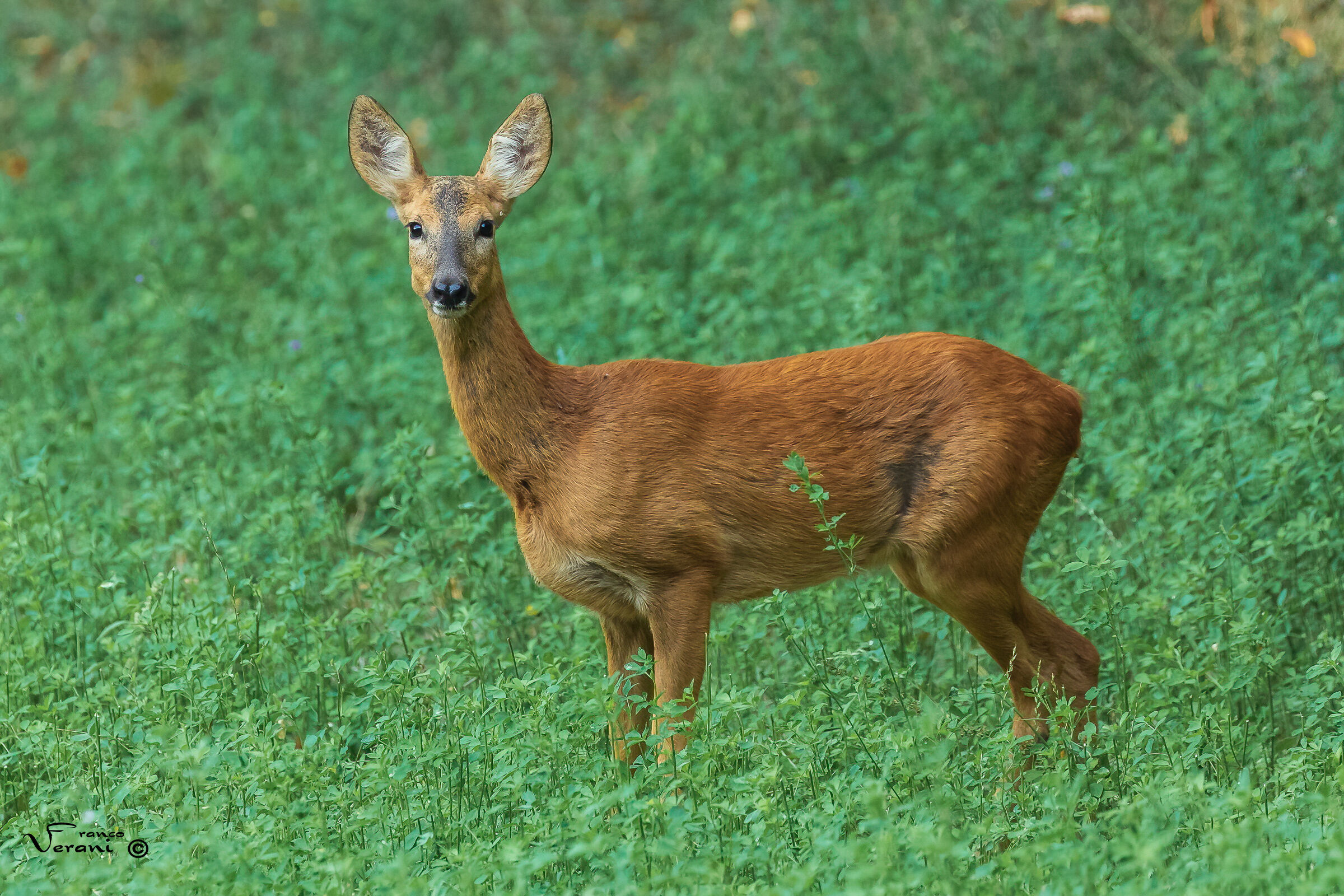 Female Roe Deer...