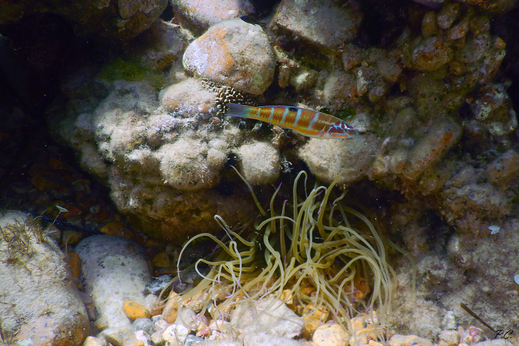 A "Nemo" nostrano_Donzella pavonina and actinia ...