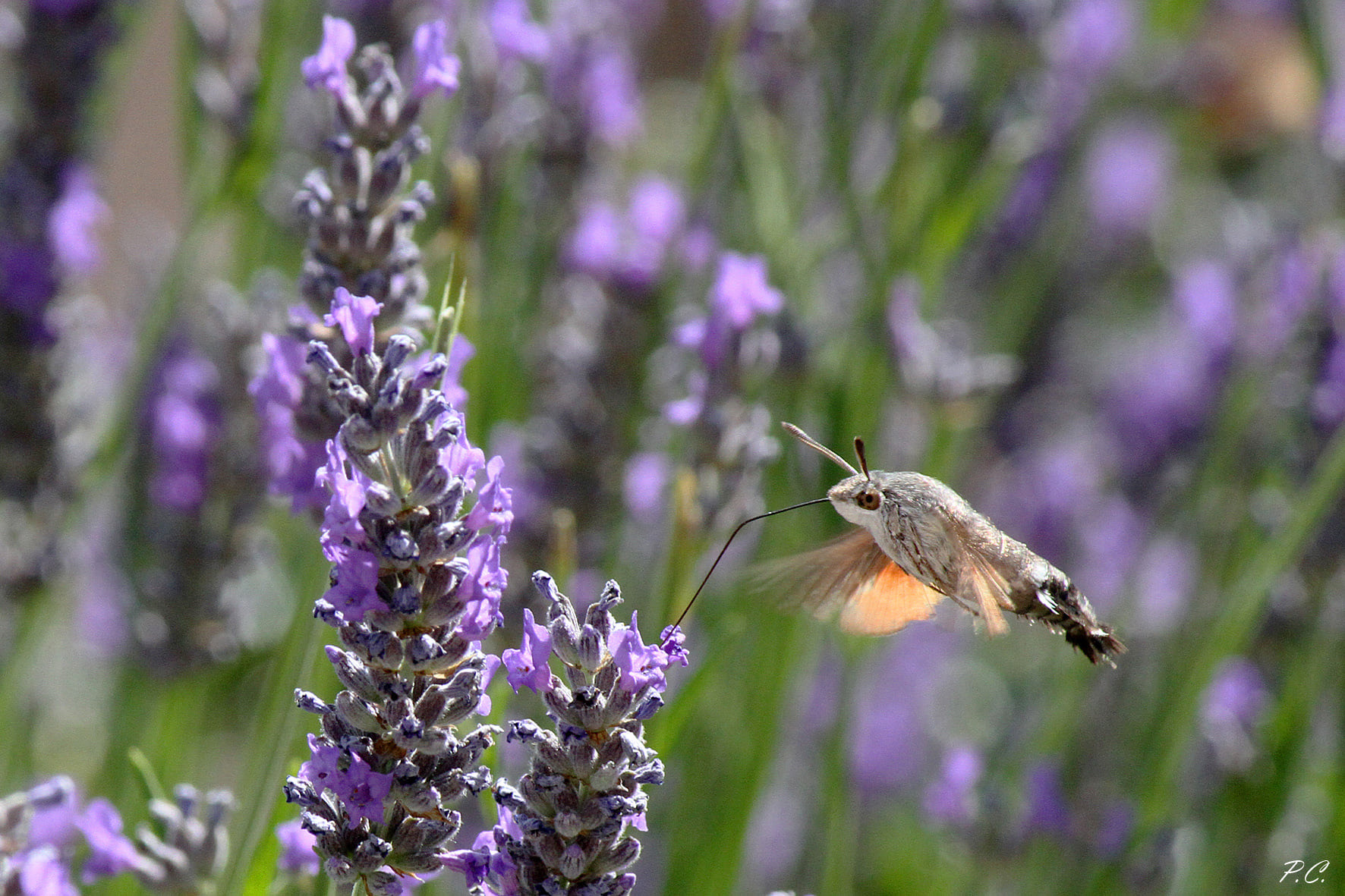 A sphinx among lavender...