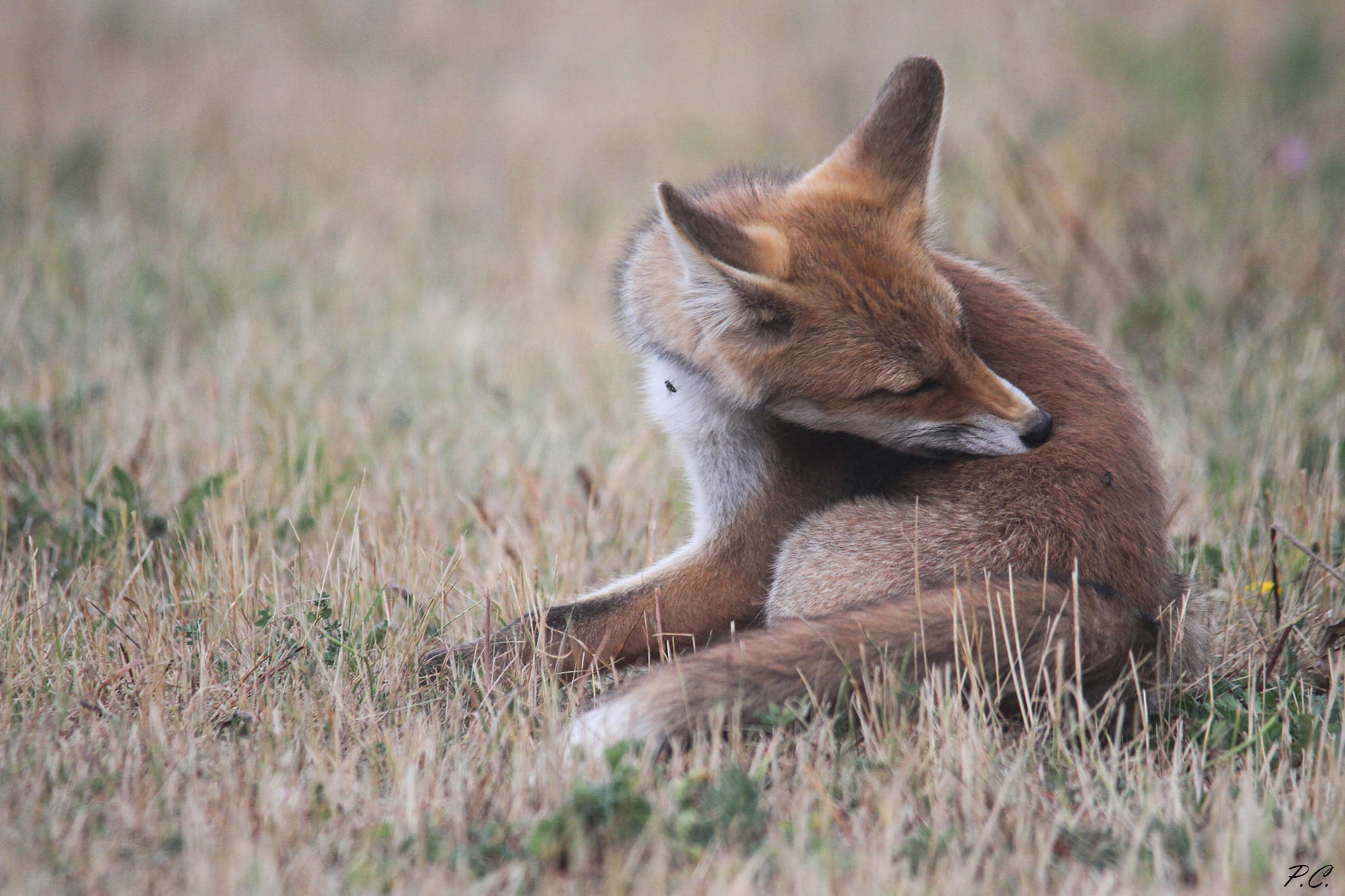 A confidant fox...