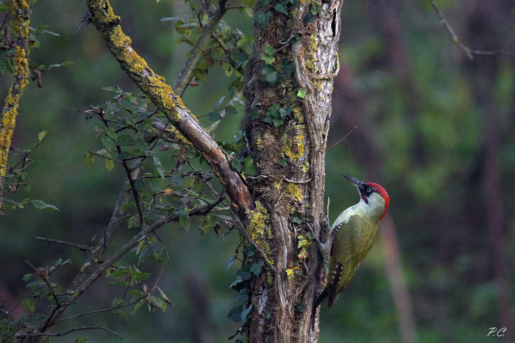 Autumn green woodpecker...