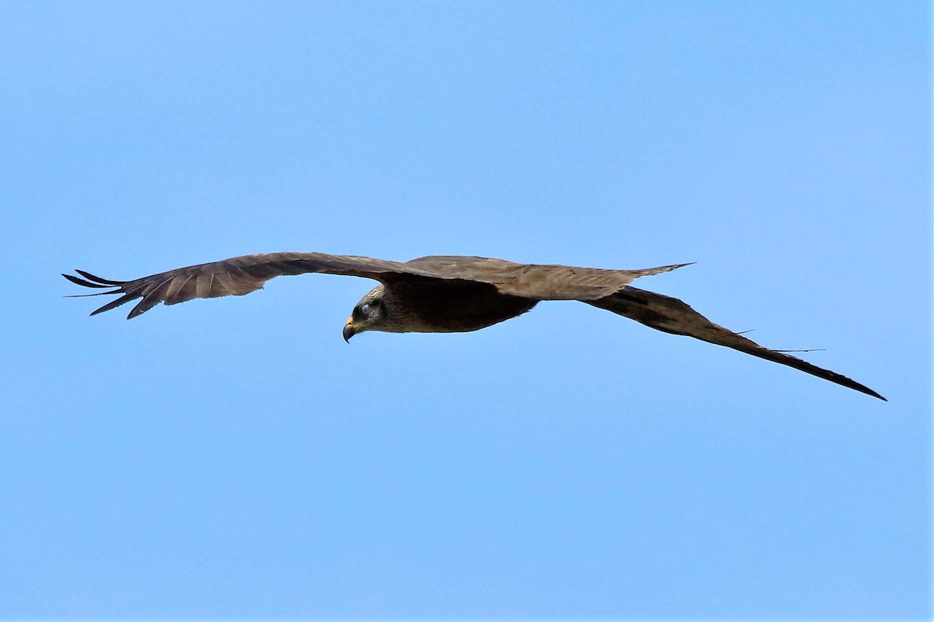 Black kite...