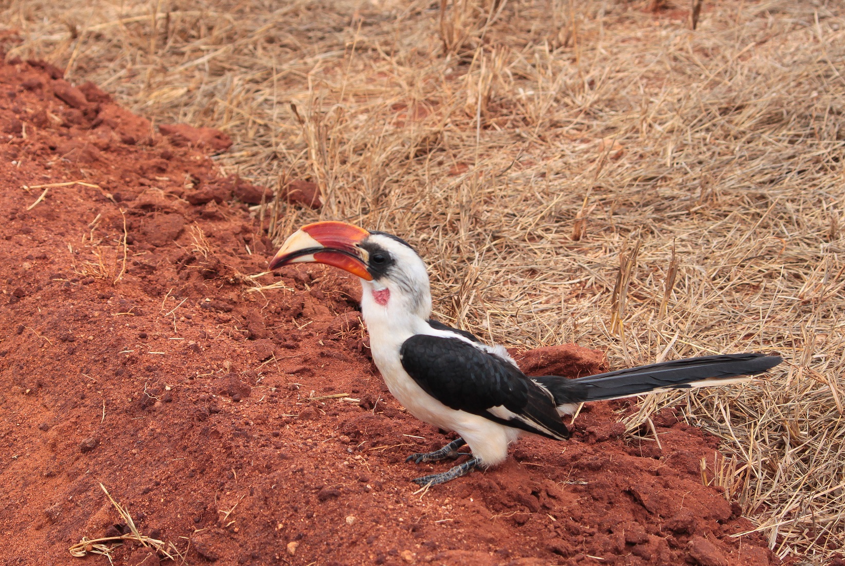 Red-billed hornbill...