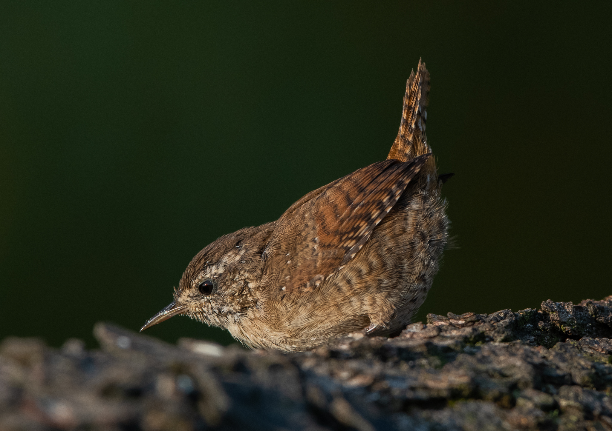 Wren, a shot on the fly and is gone...