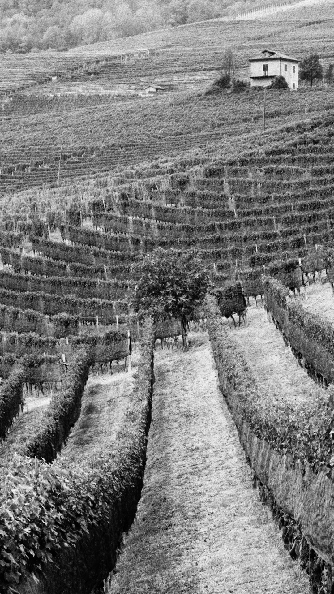 Visions of the Langhe...