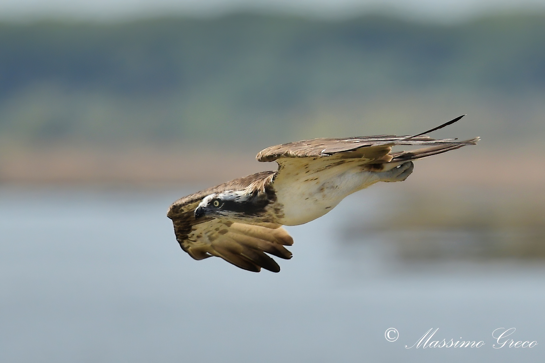 Falco pescatore (Pandion haliaetus)...