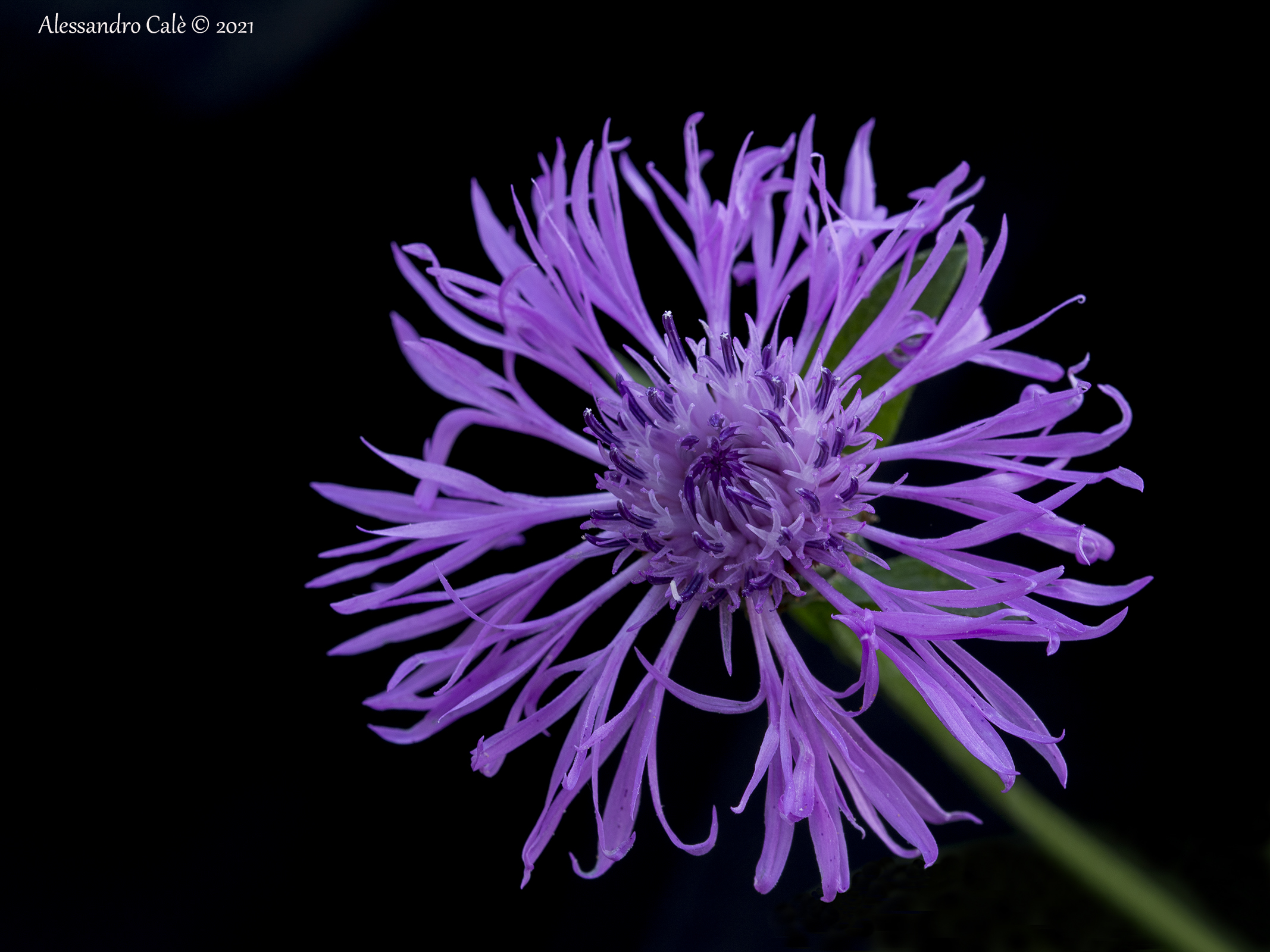 Centaurea (Cornflower) 5026...