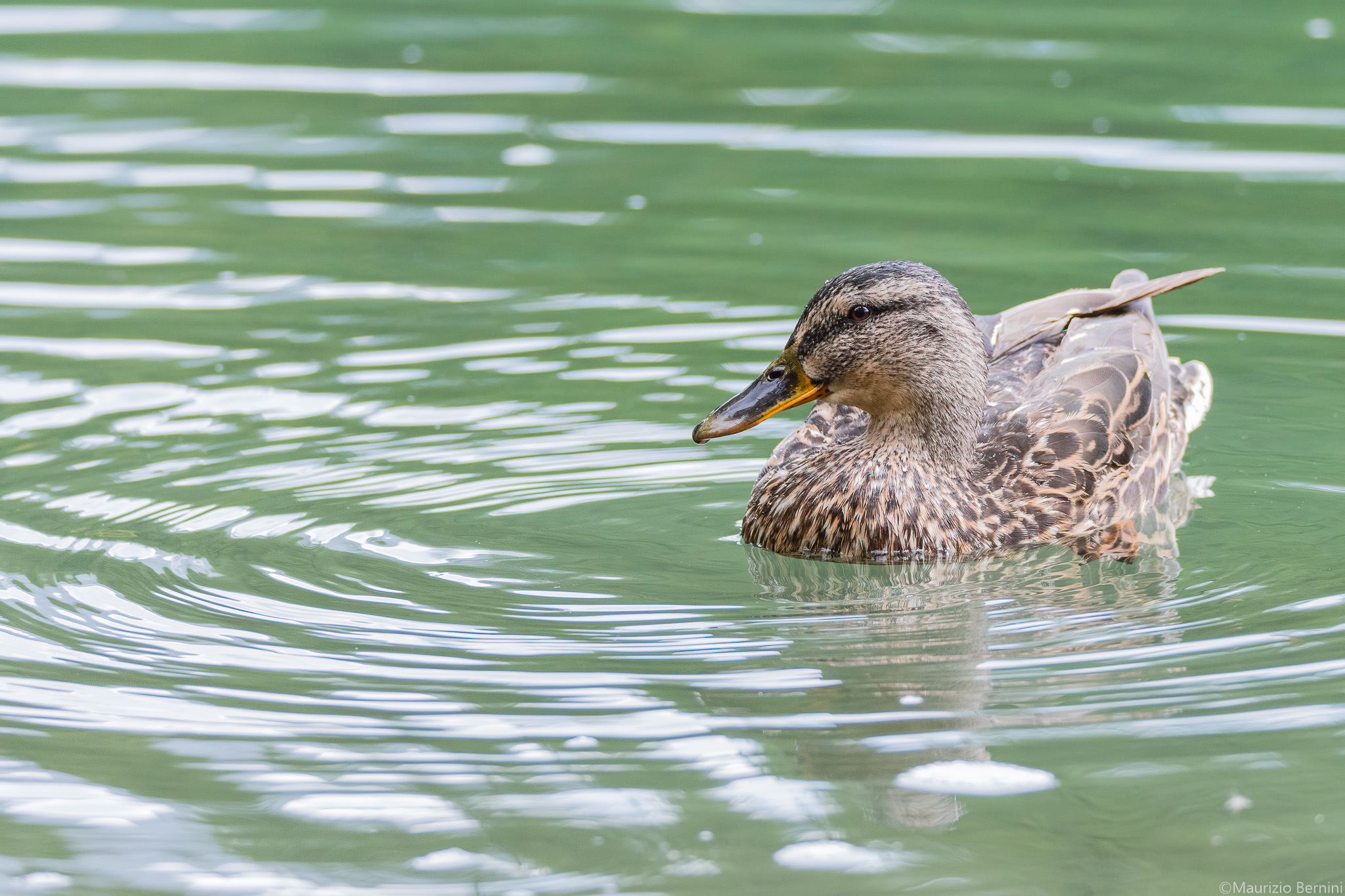 Germano Female - Lago Blu...