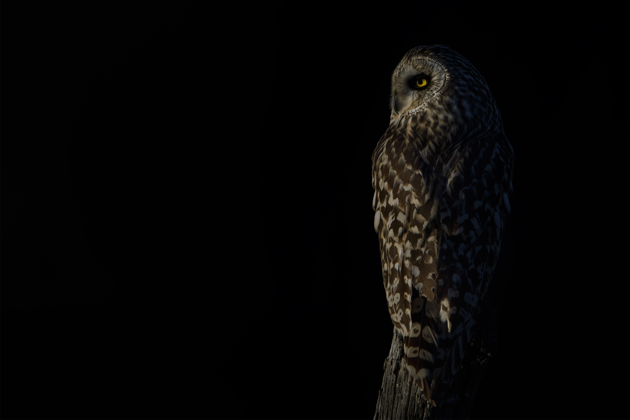 marsh owl at sunset  ...