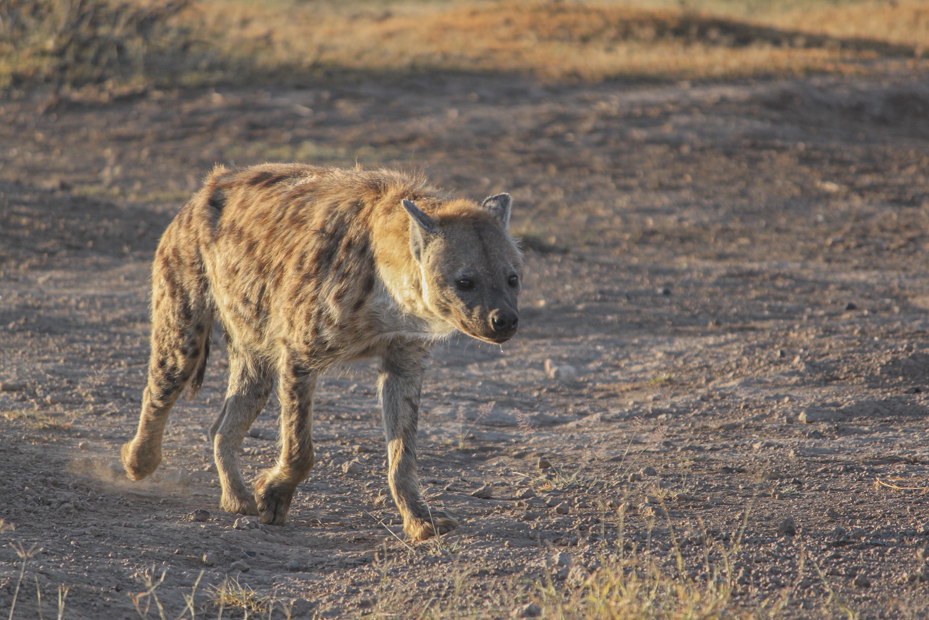 Hyena ridens...