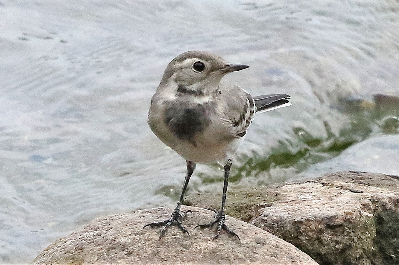 White wagtail...