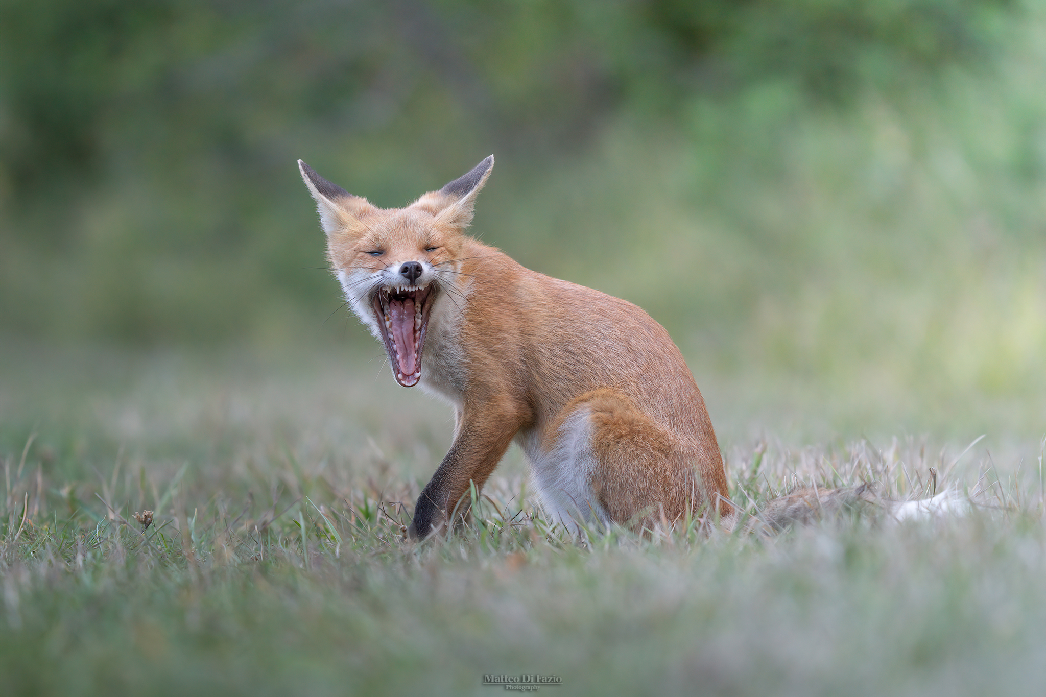 fox sneering ...