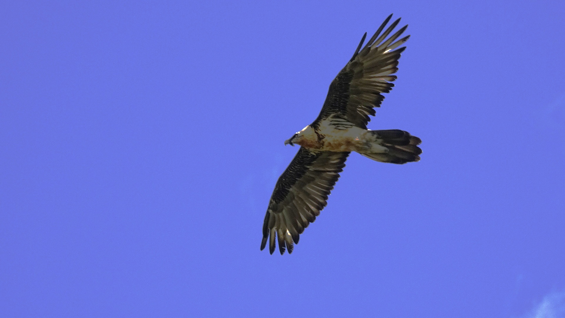The ( my ) first bearded vulture...