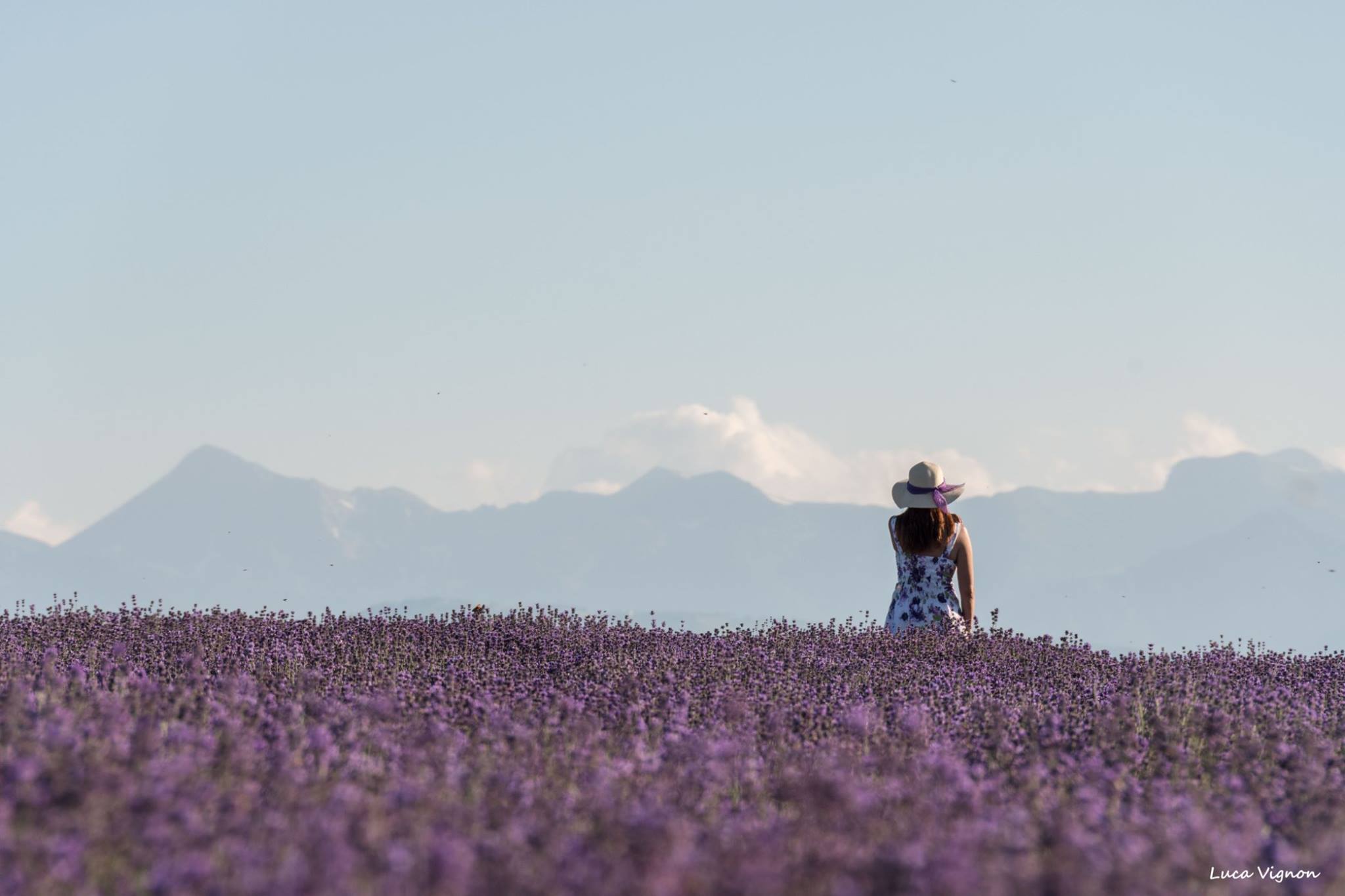 Lavender ...