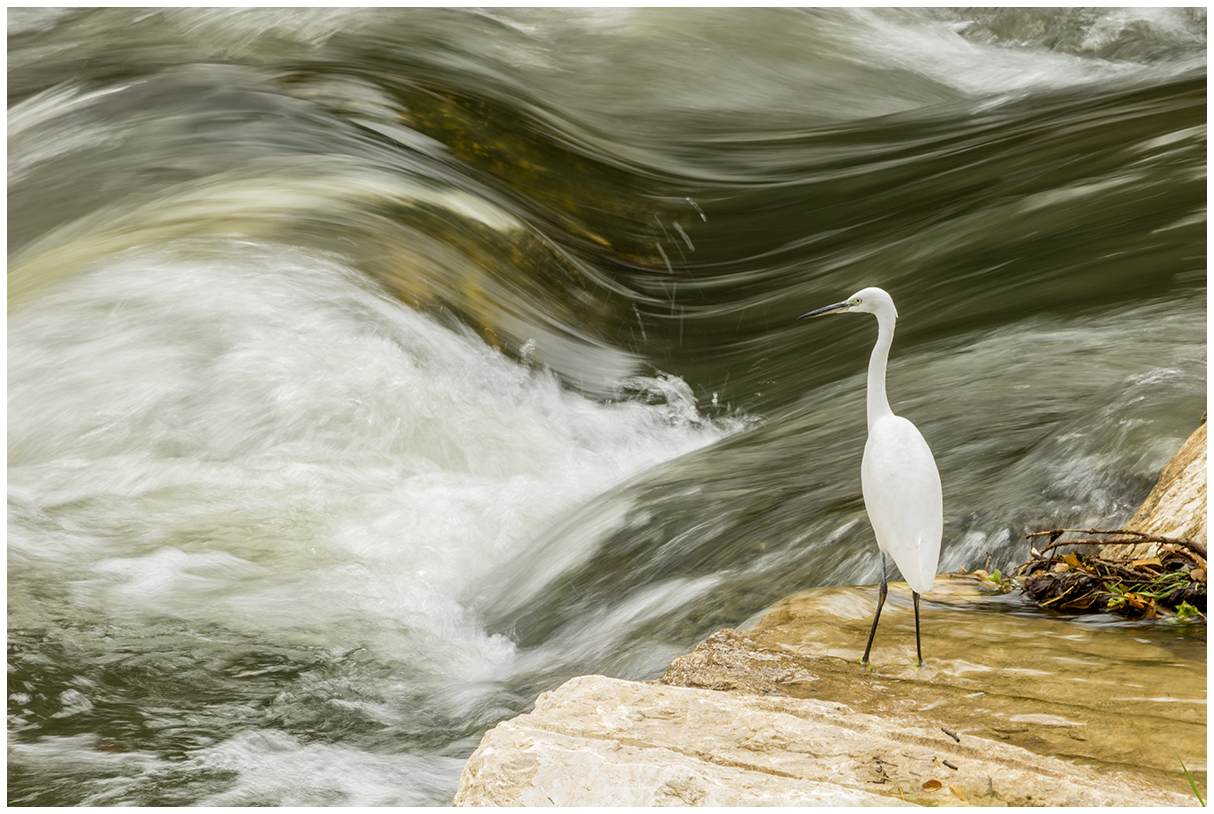 egrets and mella rapids (BS)...