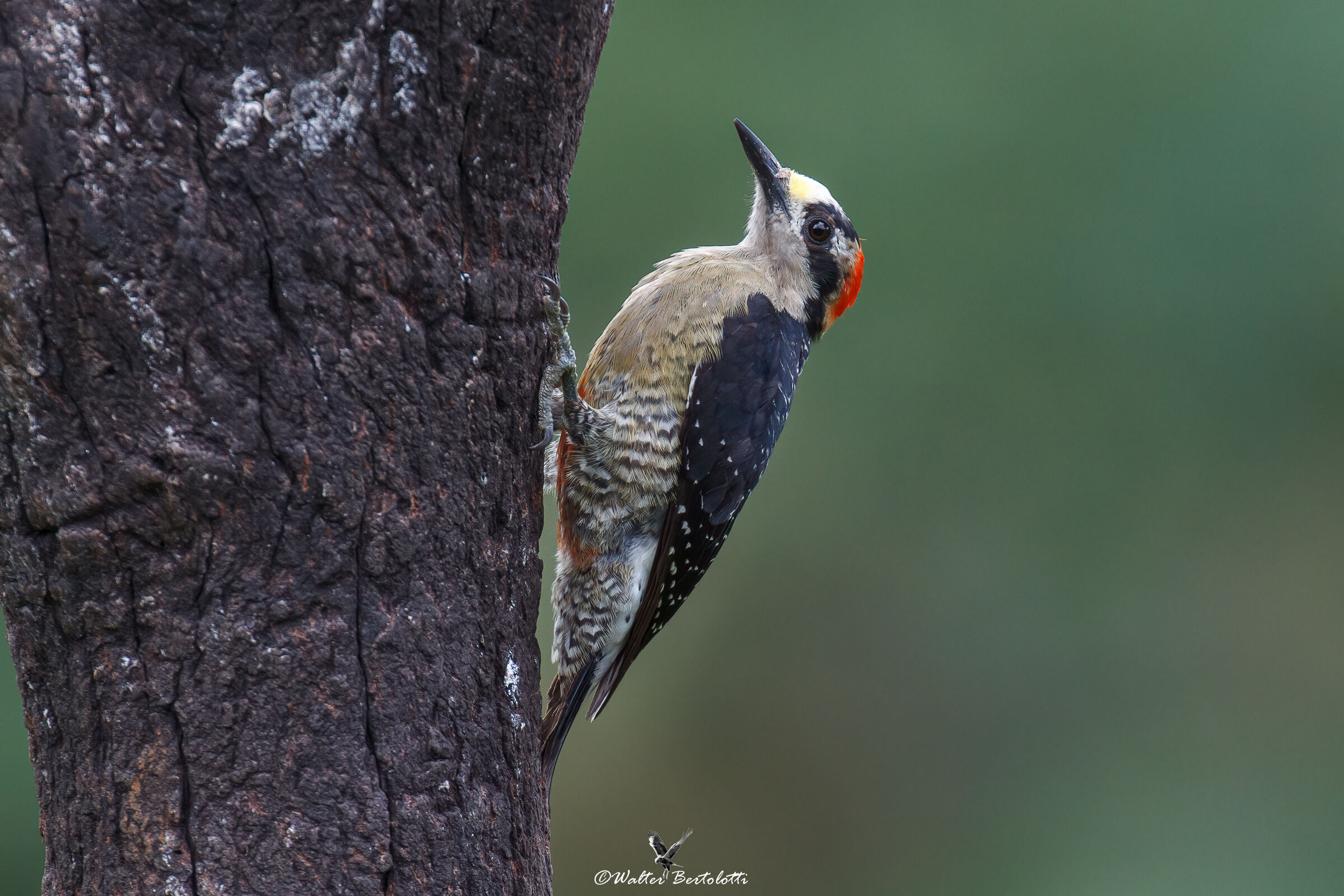 acorn woodpecker...