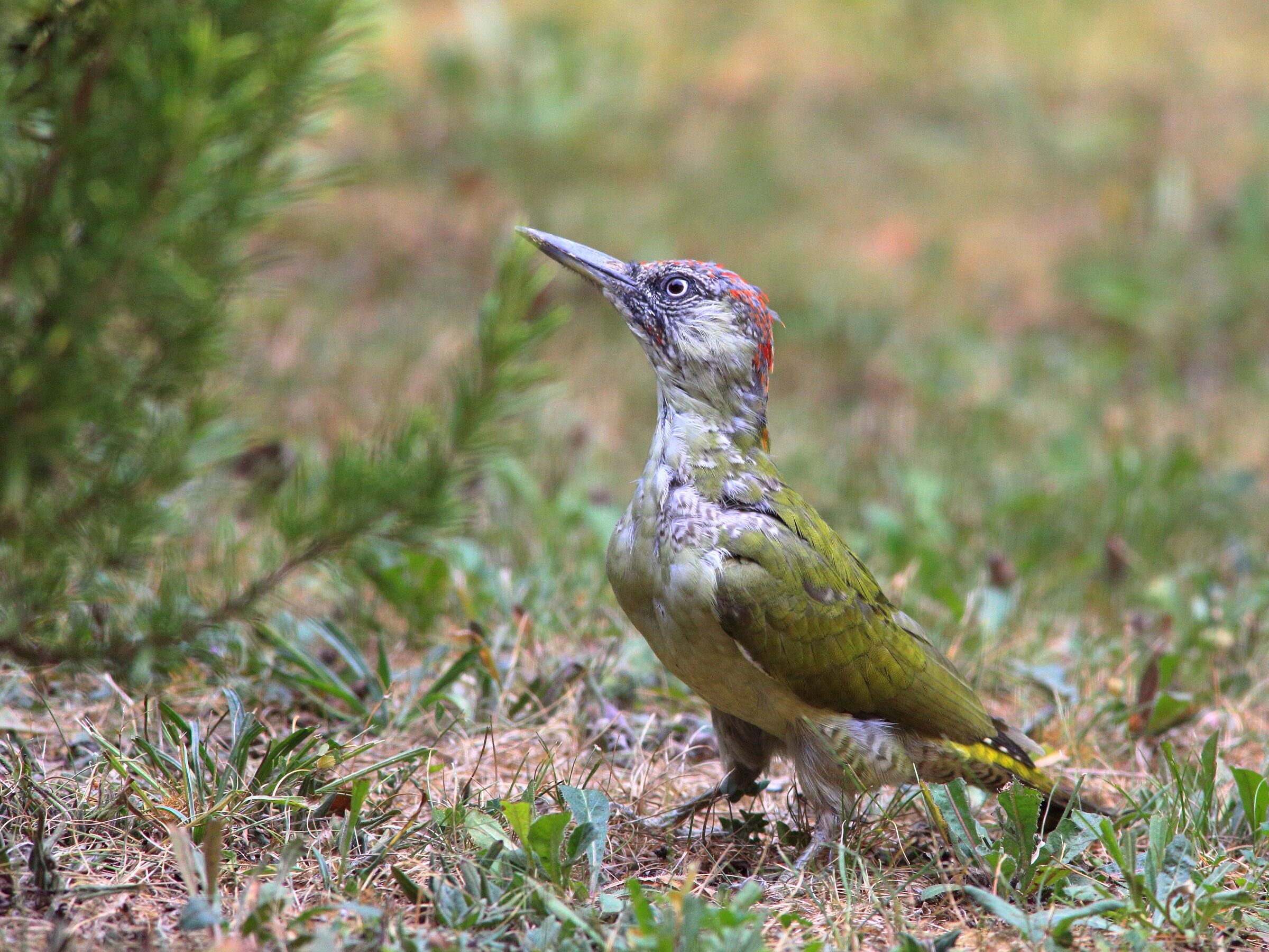 Picus viridis or green woodpecker...