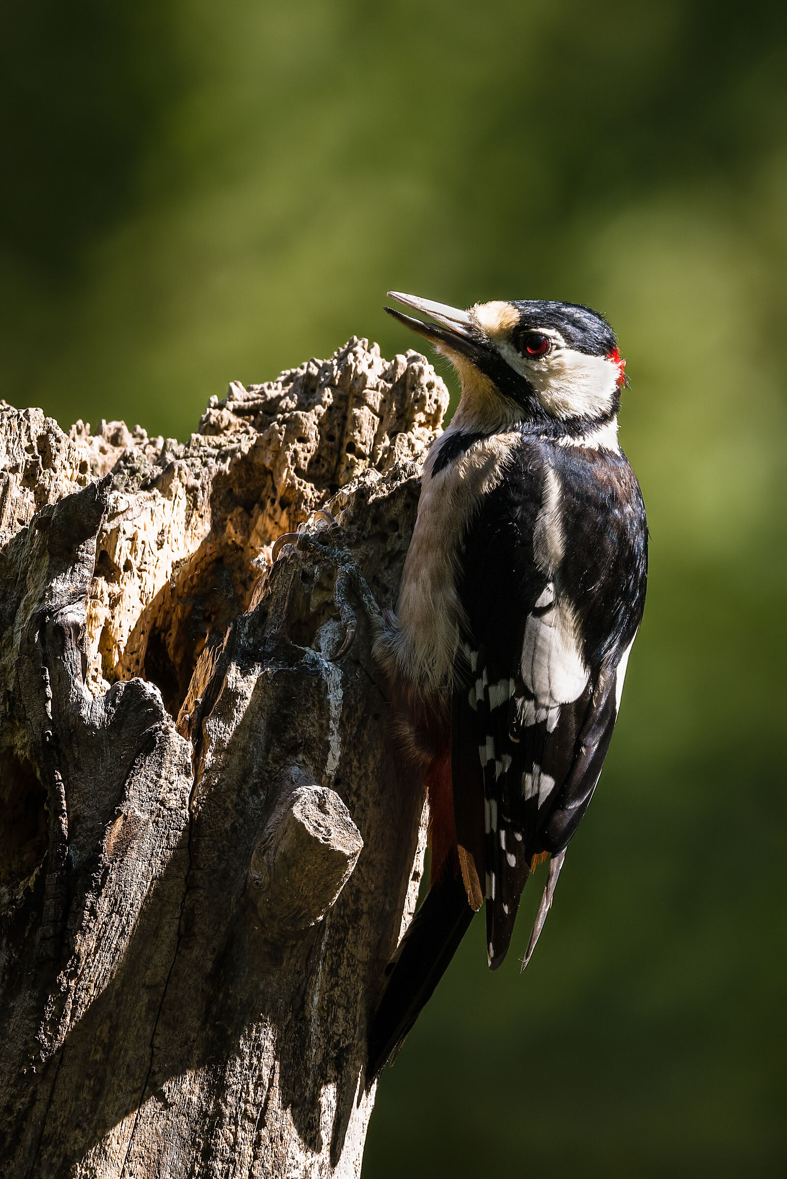 Major red woodpecker n.2...