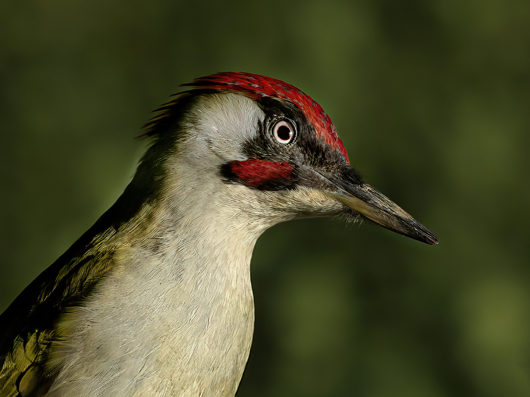 Male Green Woodpecker...