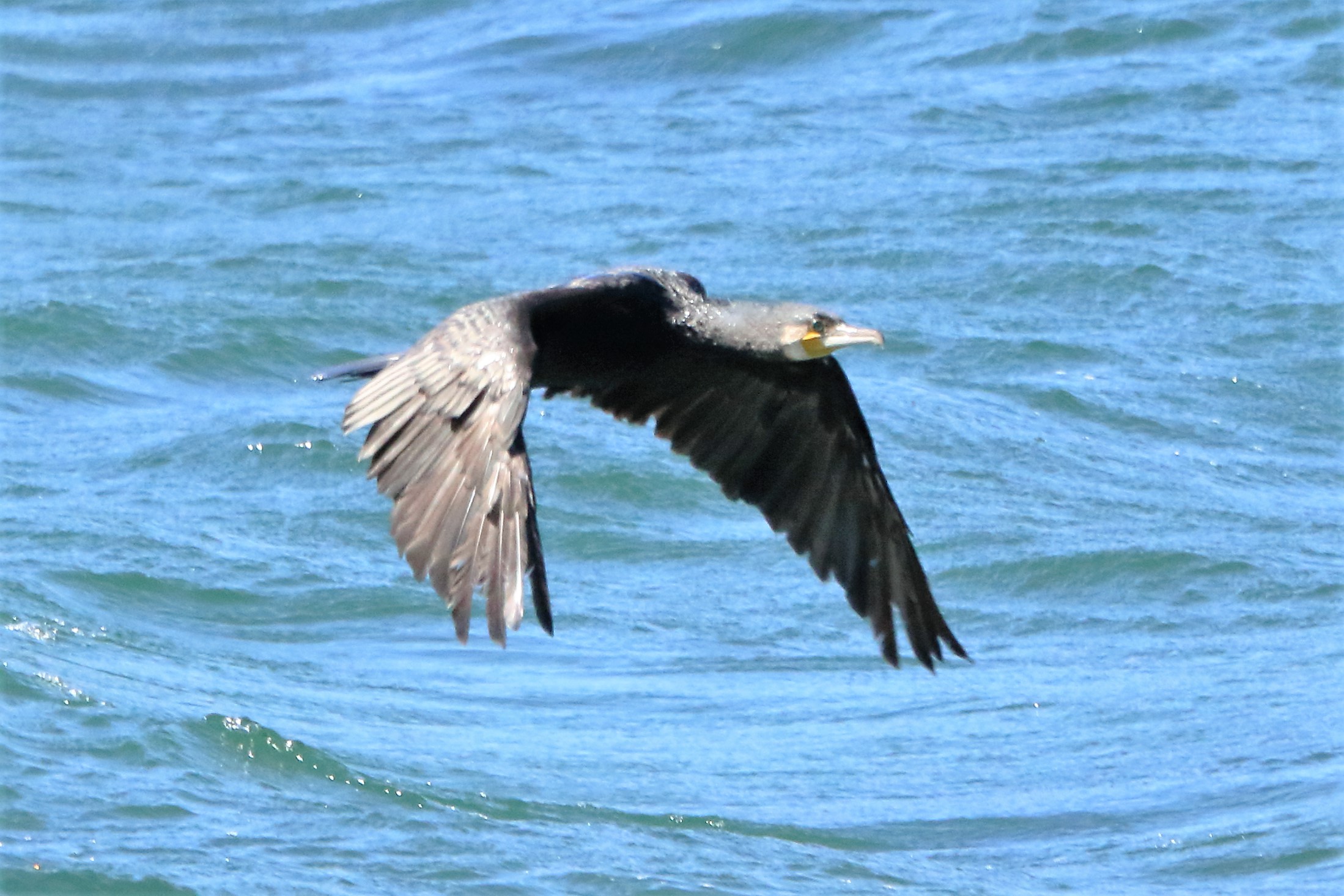 Cormorant...