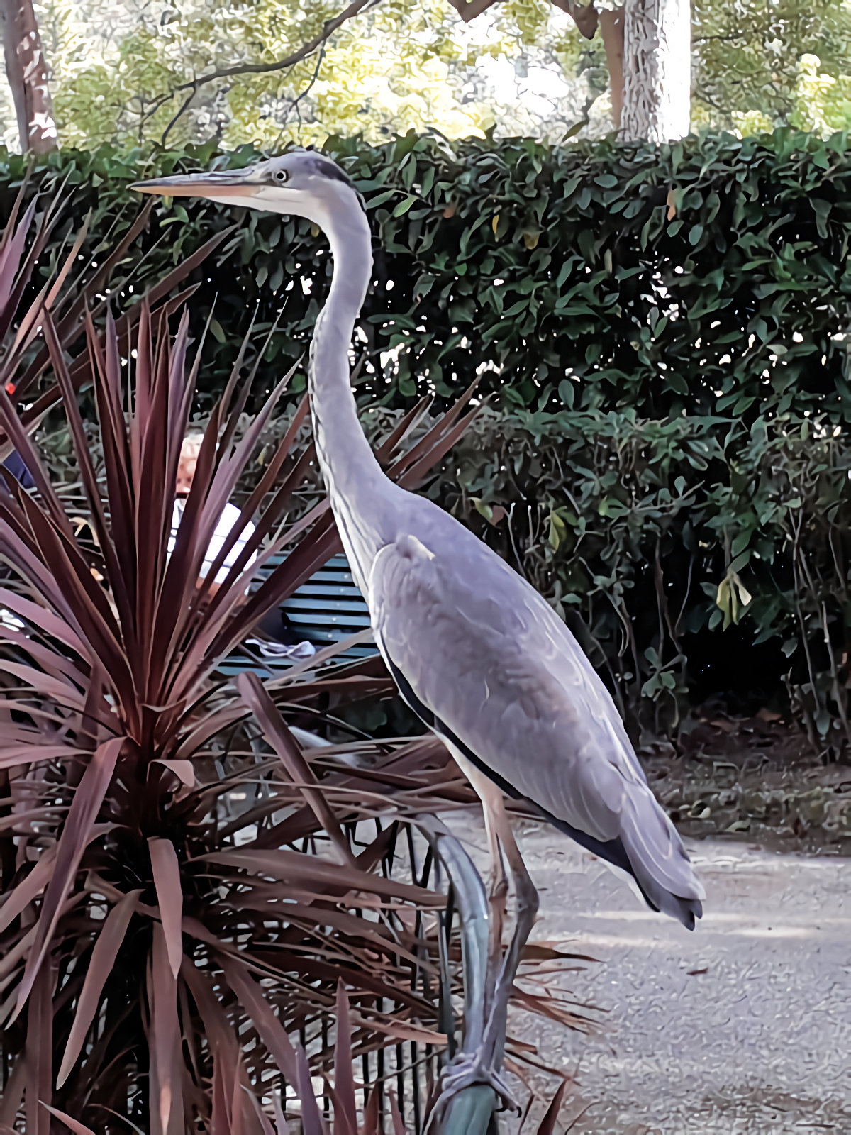 A heron at the Parks of Nervi...