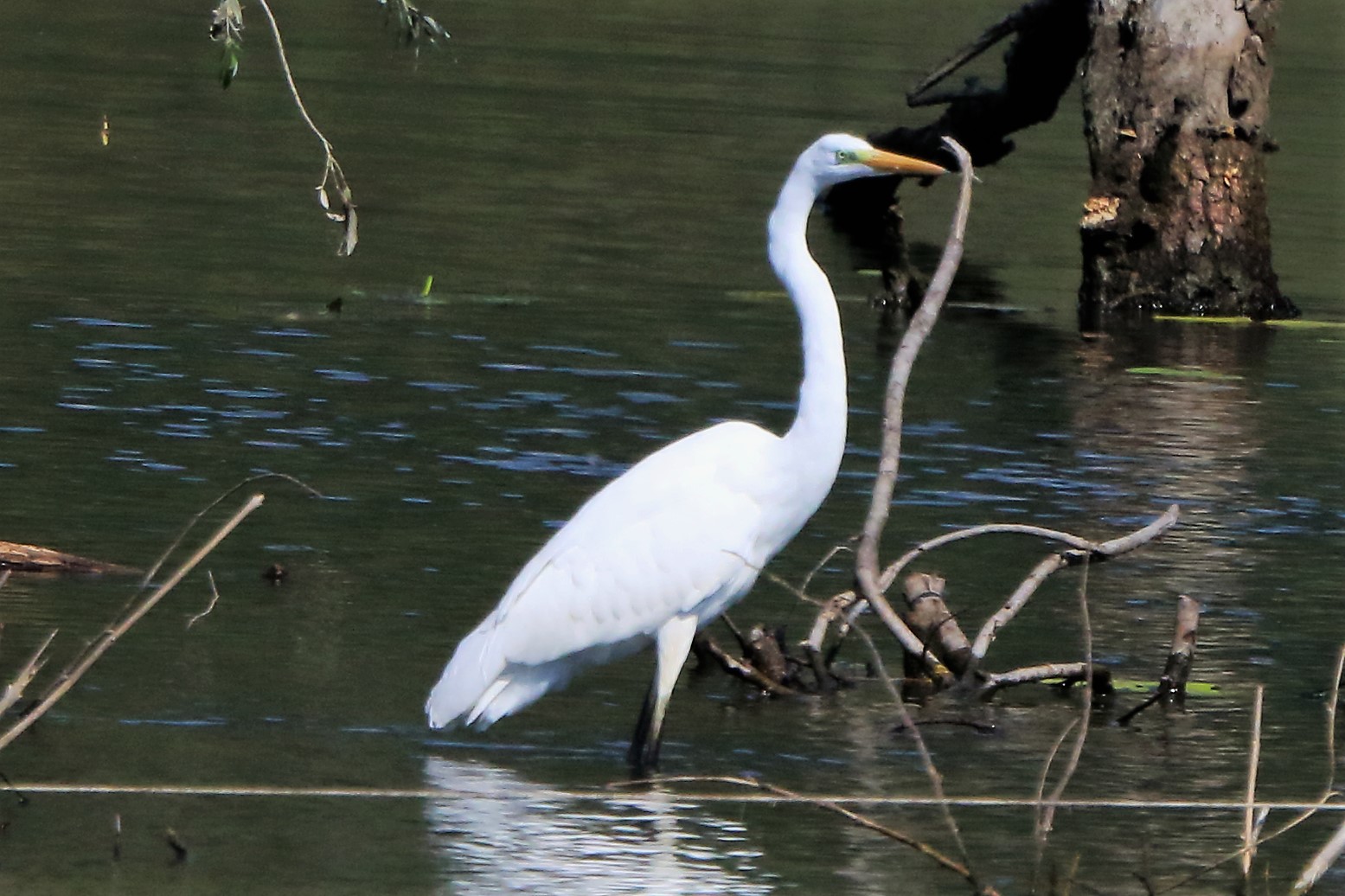 Greater white...