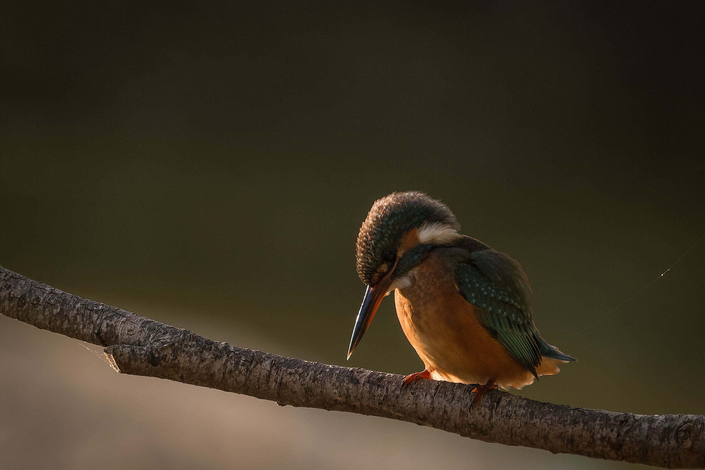 Kingfisher (female) n.1...