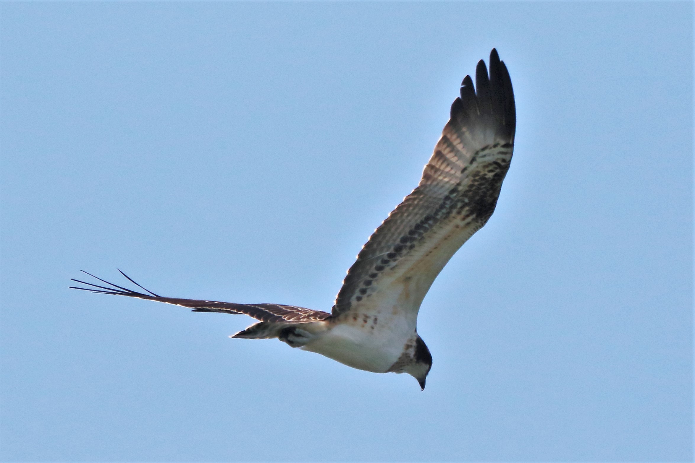 Osprey 162...