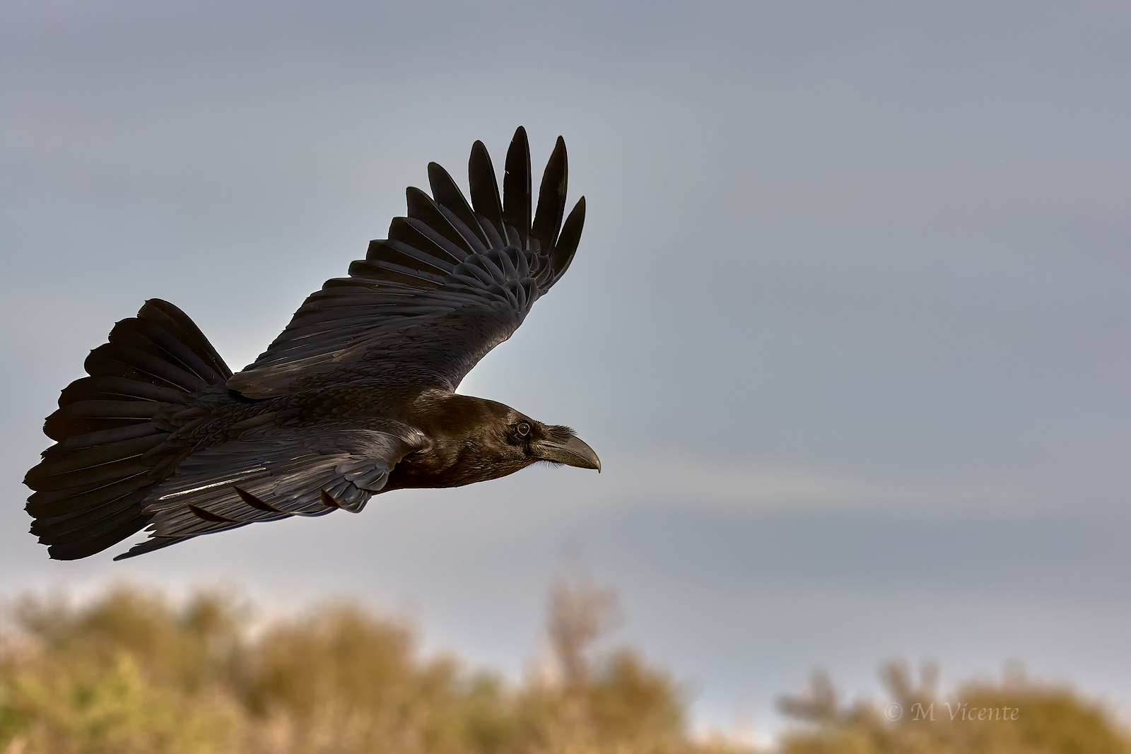 Common Raven...